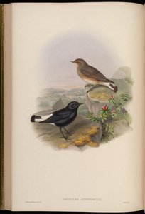 Dromolaea opistholeuca = Oenanthe picata opistholeuca de John Gould